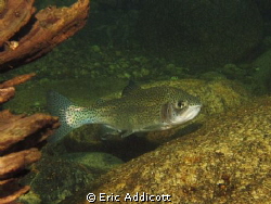 Big rainbow trout in a California river, North Fork Stani... by Eric Addicott 
